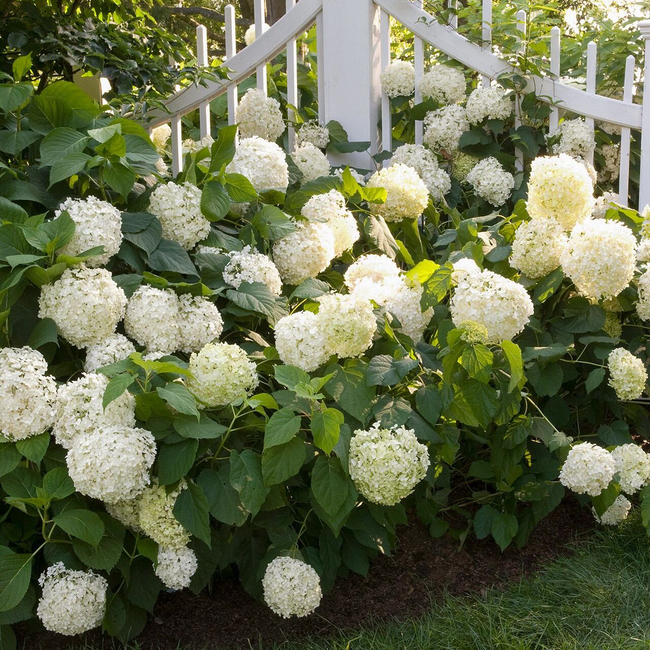 Bloom Big: All About Hydrangeas with Brad Fowler - logo
